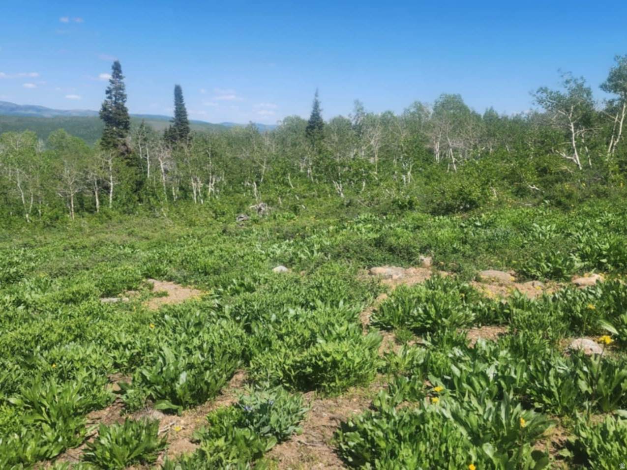 https://bt-photos.global.ssl.fastly.net/wasatch/orig_boomver_1_2149569-1.jpg
