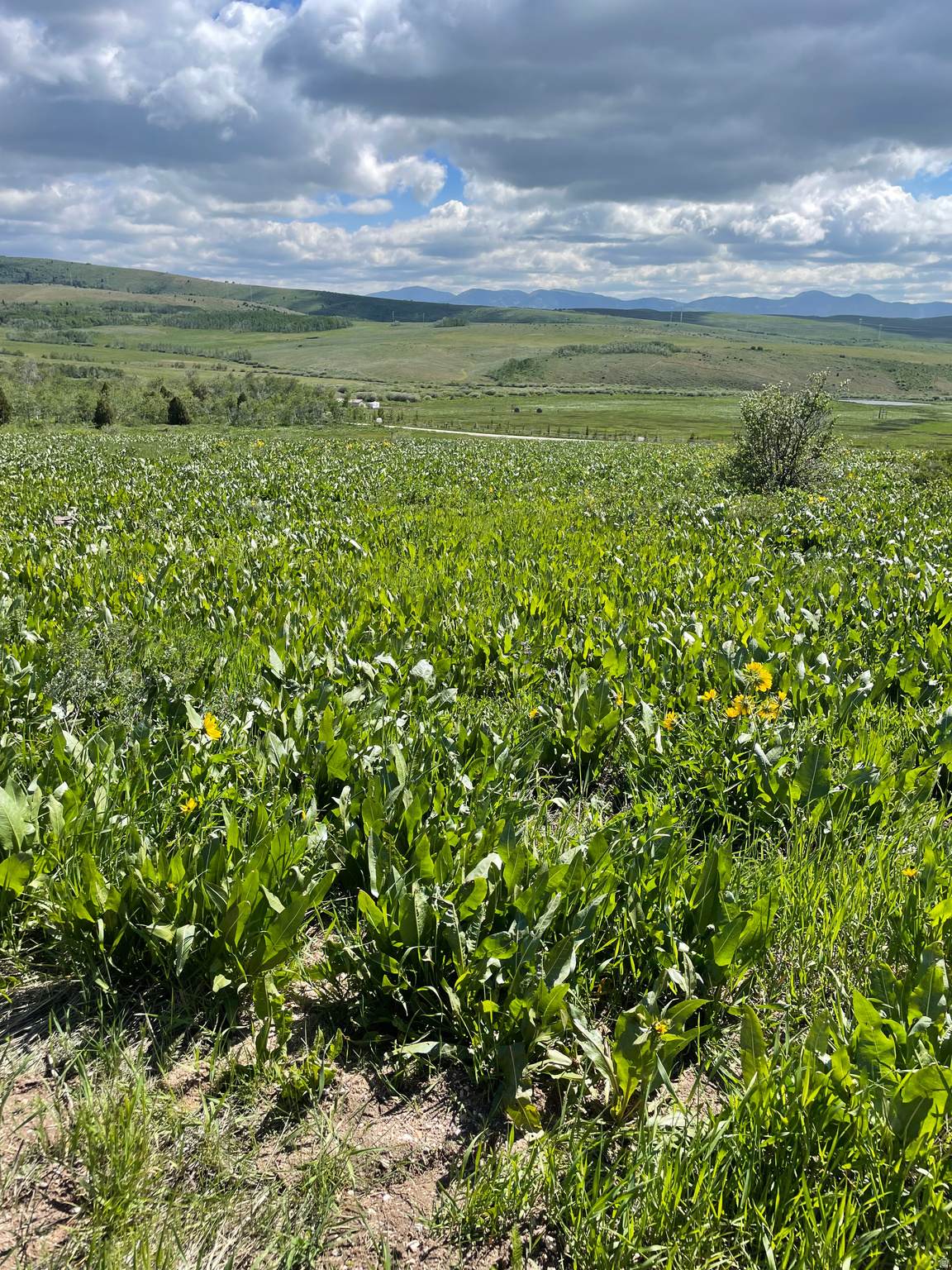 https://bt-photos.global.ssl.fastly.net/wasatch/1280_boomver_1_2154962-1.jpg