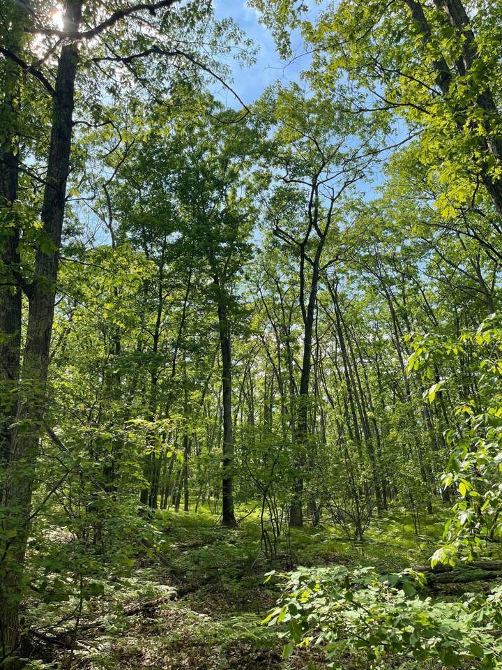 Sitzmark Drive - Photo 1