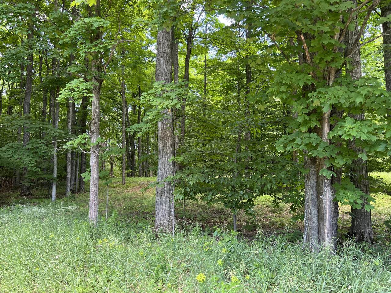 1518 Hill Park Avenue - Photo 1