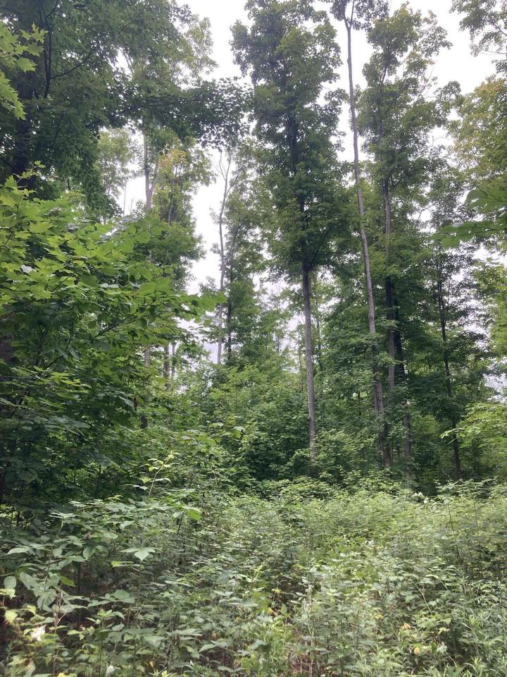 Fire Tower Road - Photo 1