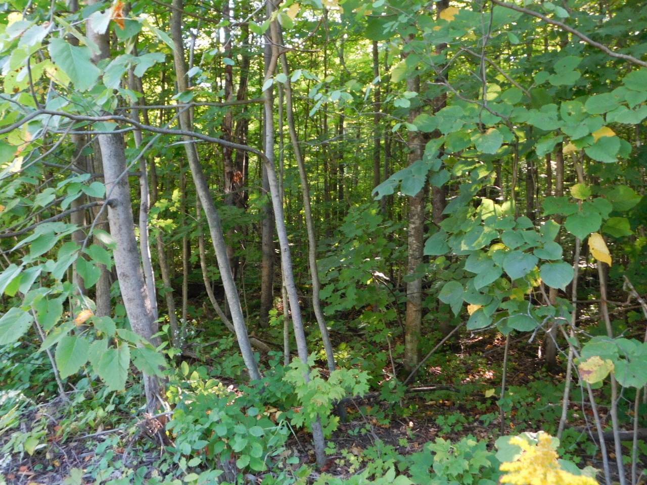 Greenway Drive - Photo 1