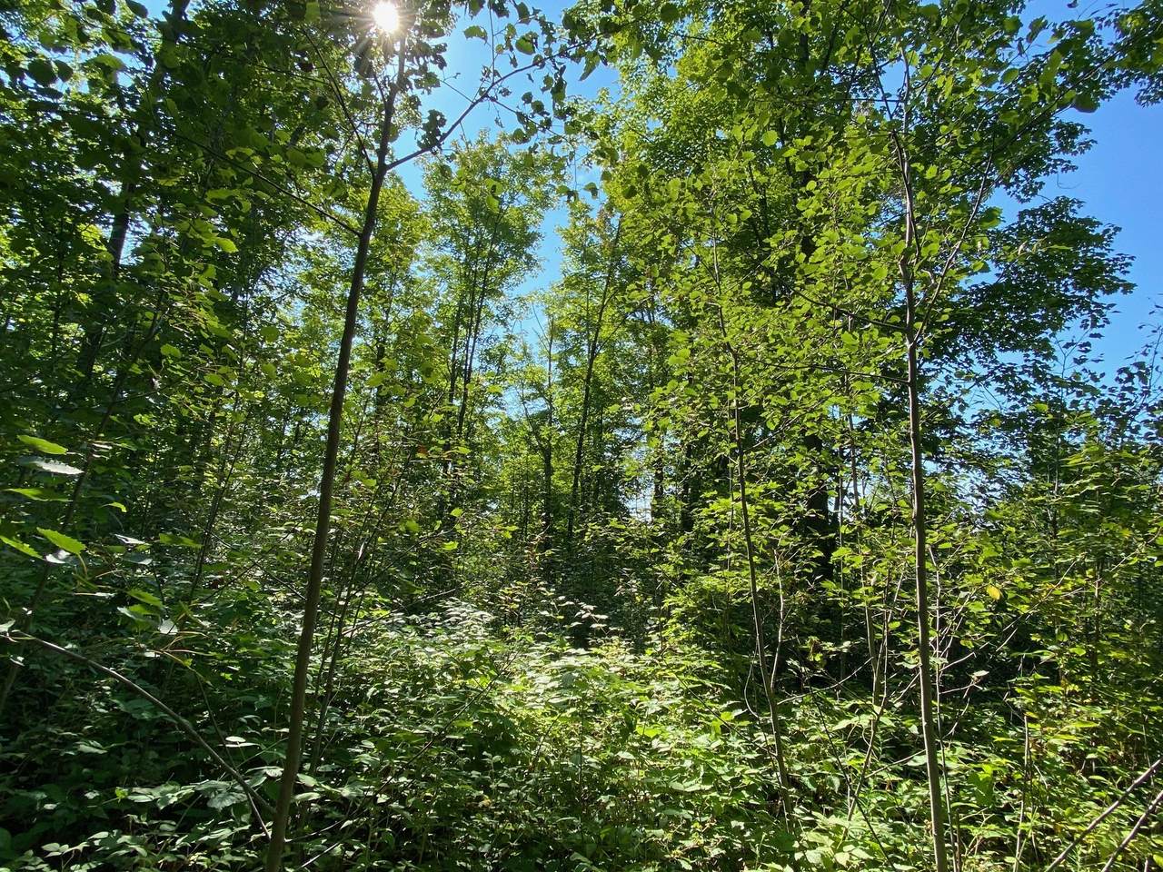 Shawnee Trail - Photo 1