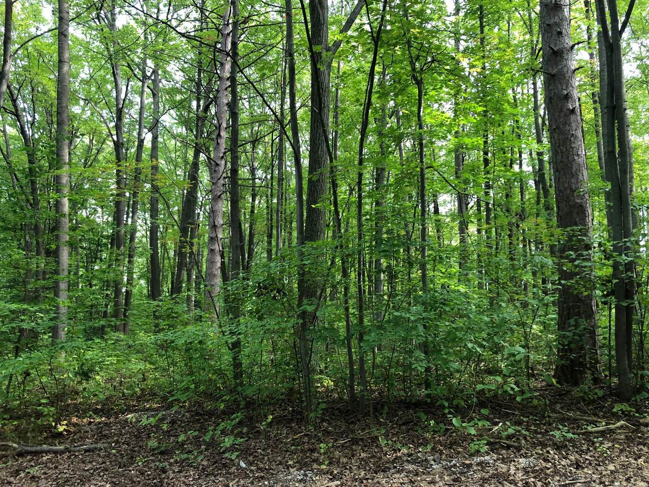 Oakleaf - Photo 1