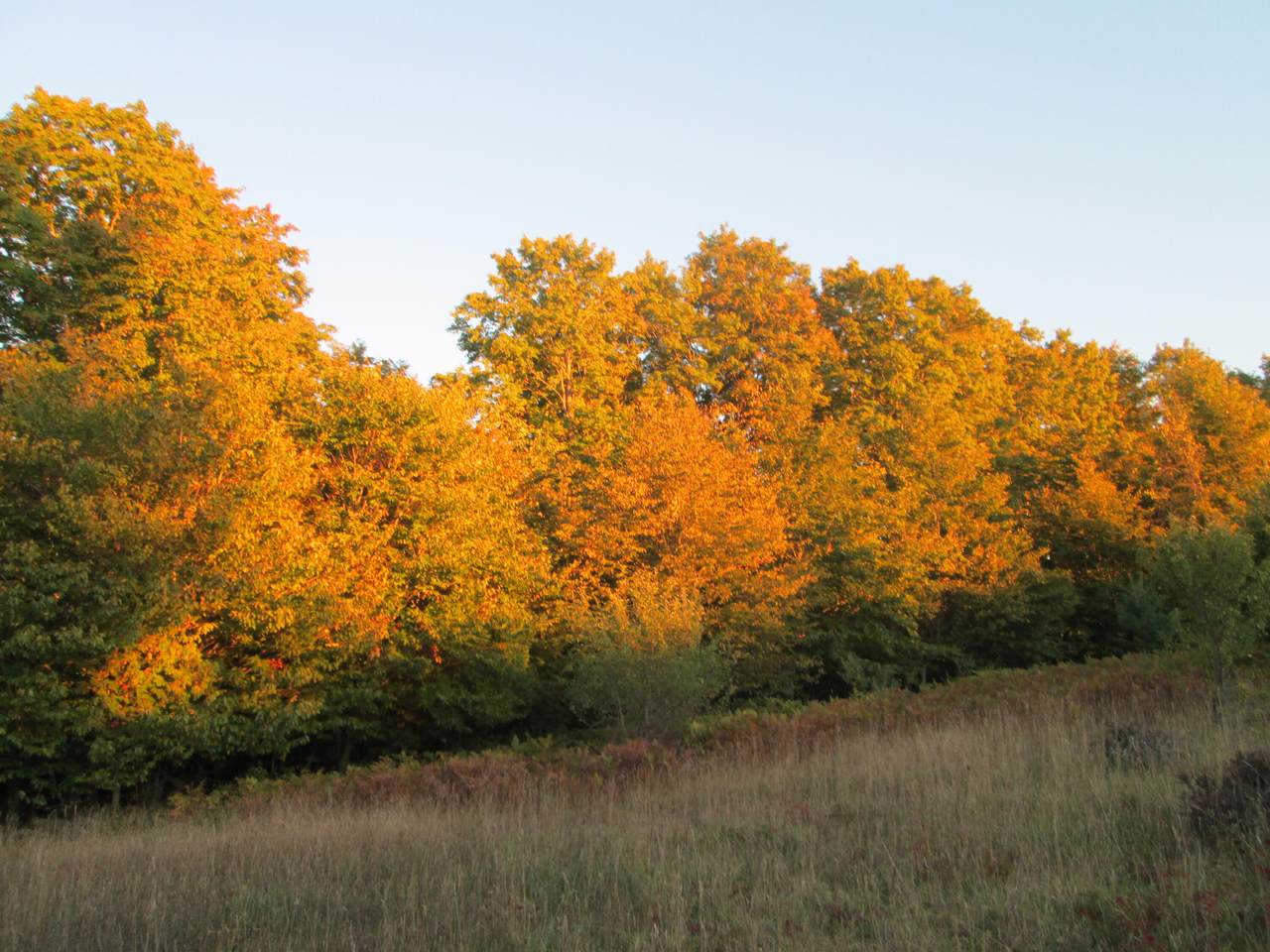 Carlson - Photo 1