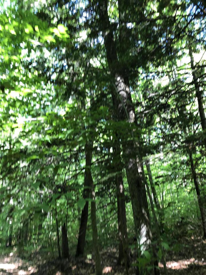 Kenyon Trail - Photo 1