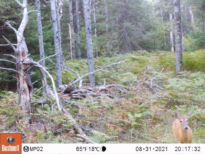 100 Walsh Trail - Photo 1