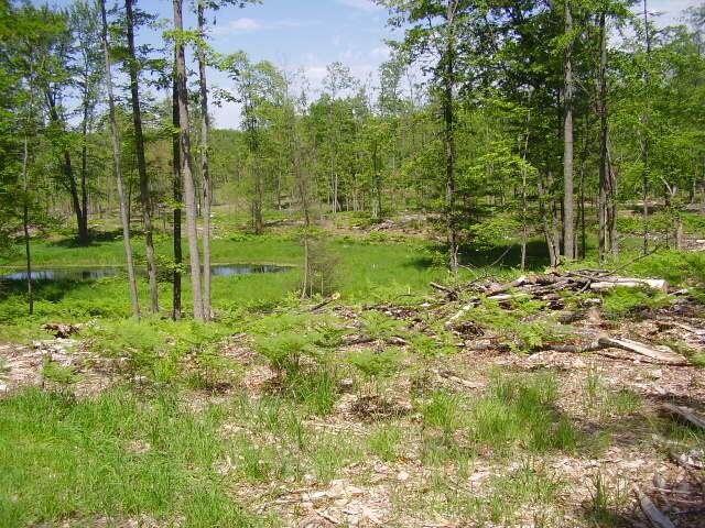 Mccollum Lake Road - Photo 1