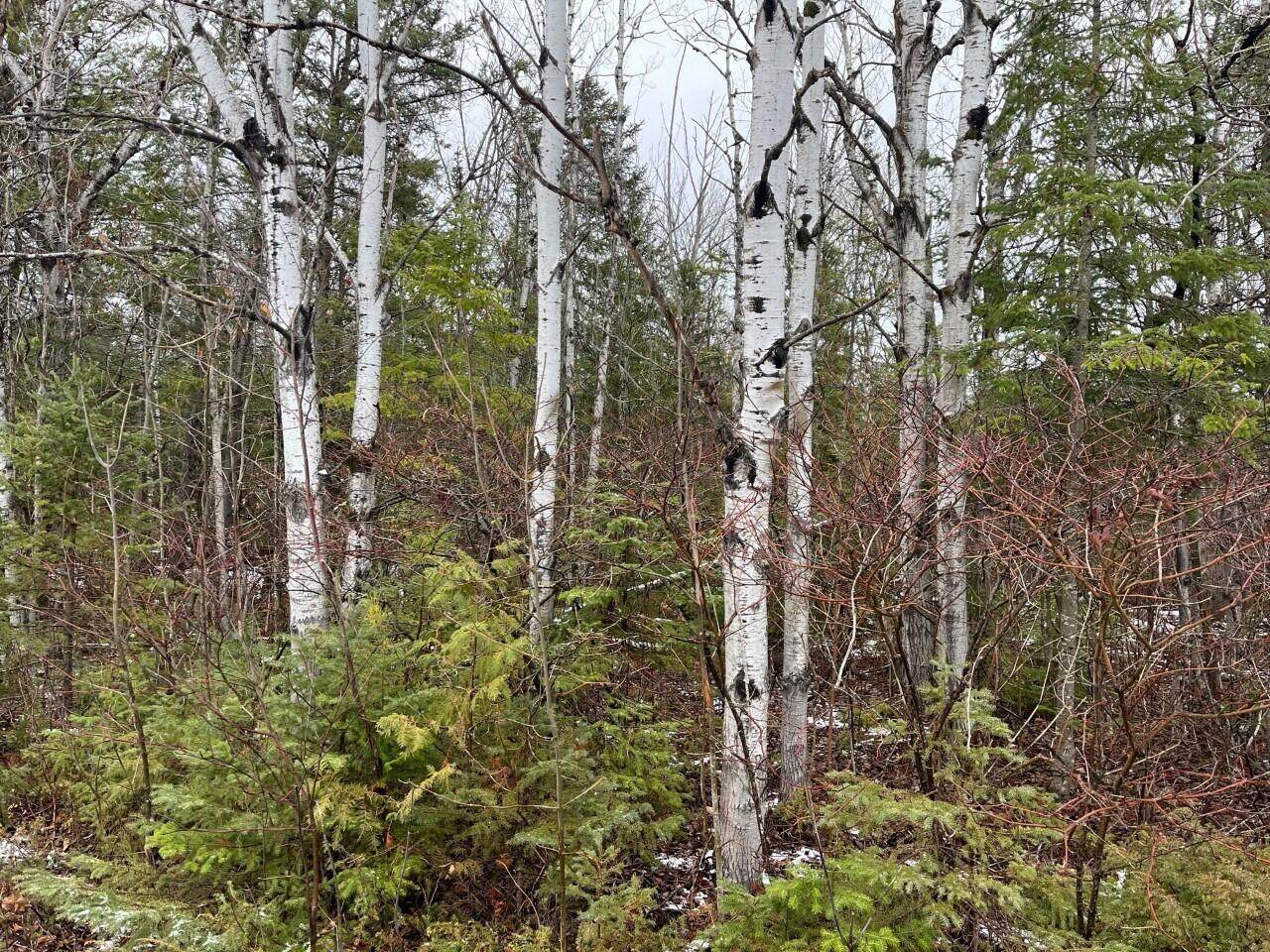Lot 256 Pineview Drive - Photo 1
