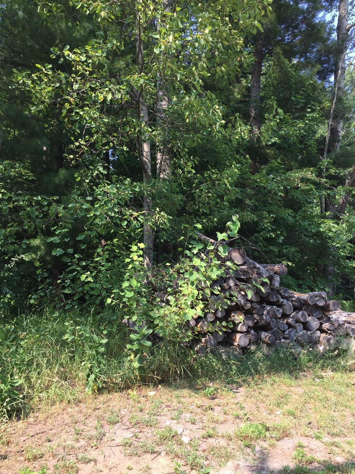 Paradise Trail - Photo 1