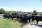 192 ACRES Fm 171 - Photo 9