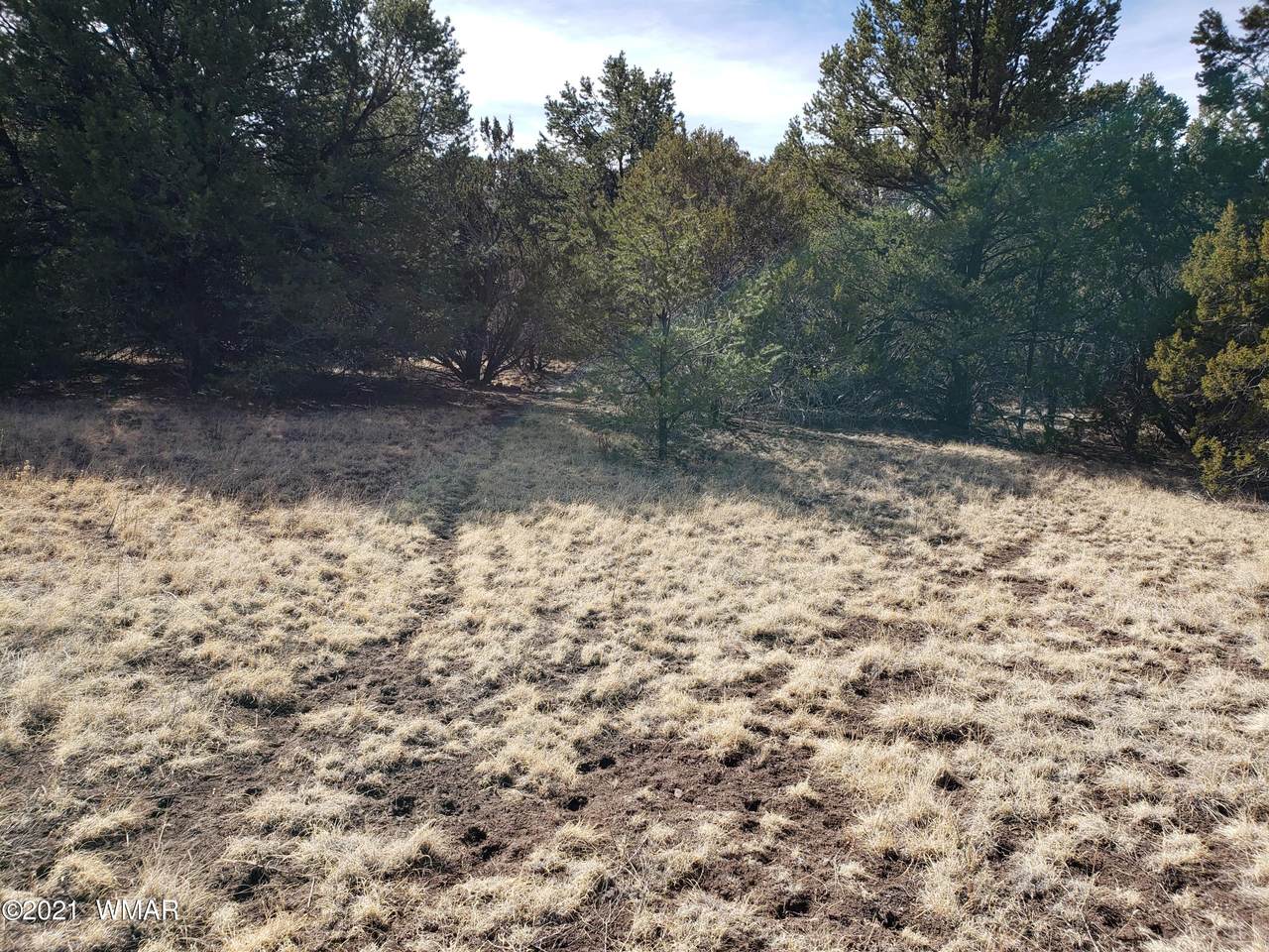 TBD Lesueur Or Spruce - Photo 1