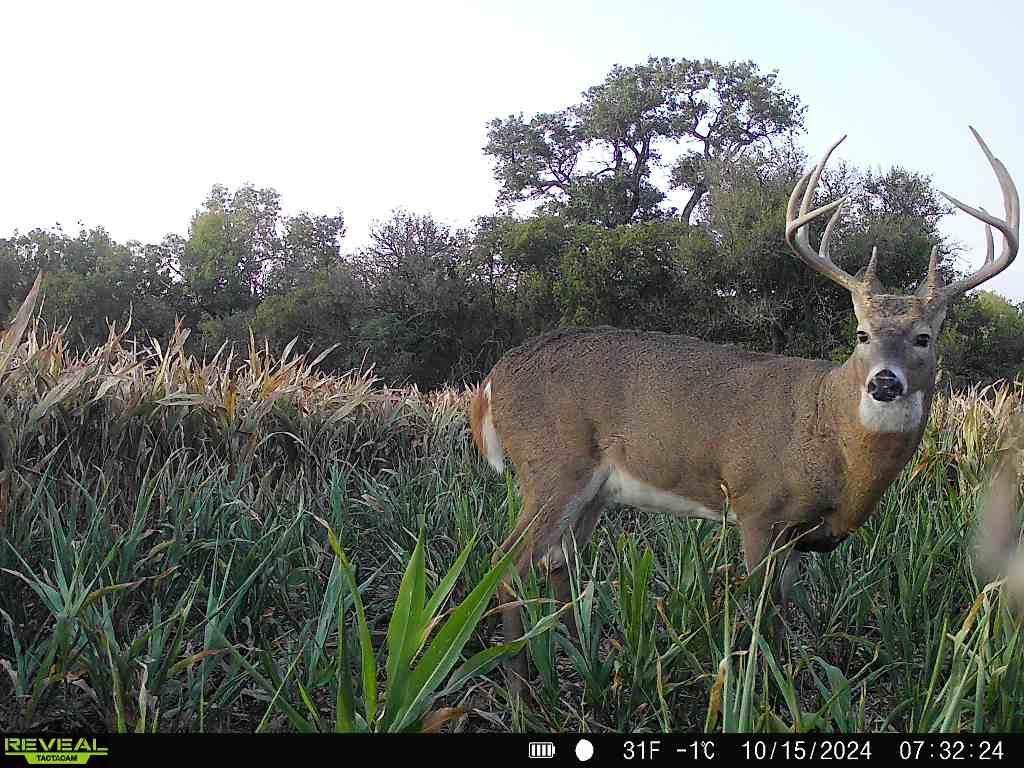 https://bt-photos.global.ssl.fastly.net/wichita/orig_boomver_1_677406-1.jpg