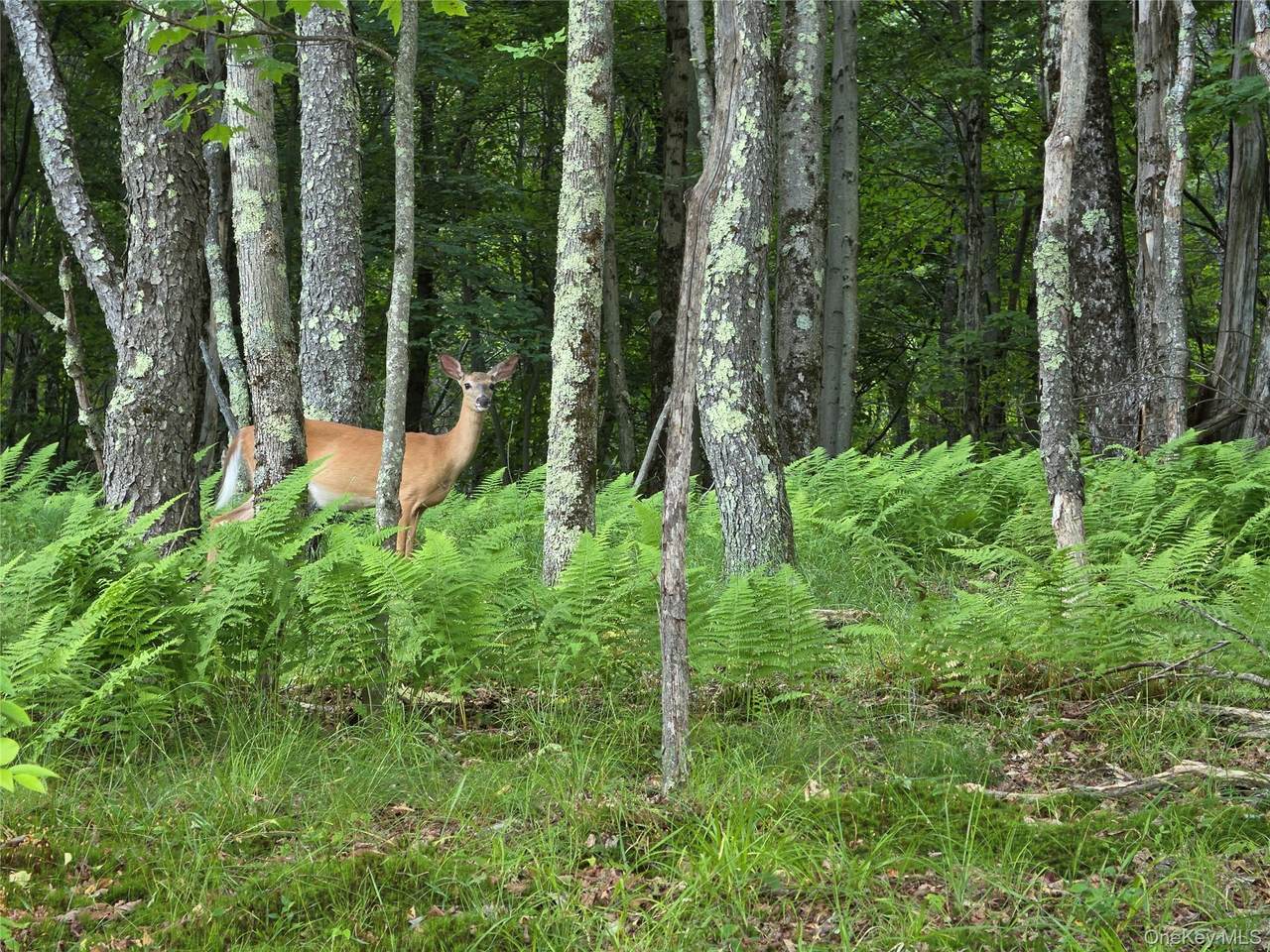 TBD Timberwolf Road - Photo 1