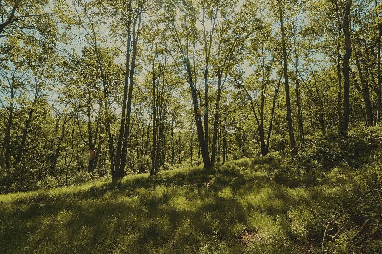 00 Benton Hollow - Photo 1