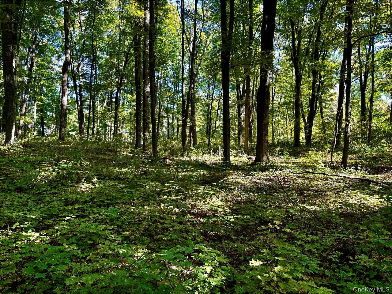  Freedom Road - Photo 1