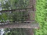  Creamery Road - Photo 13