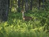  Tbd Chapin Trail - Photo 14