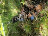  Old Loomis Road - Photo 12