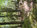  Old Loomis Road - Photo 16