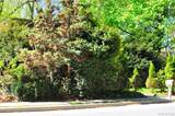 50 Cedar Street - Photo 6