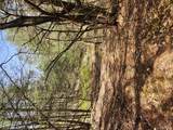 lot 45 4th Circle - Photo 2