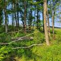 1283 Old Route 17 - Photo 14