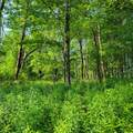 1283 Old Route 17 - Photo 10
