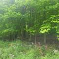 *** Mountaindale Road - Photo 7