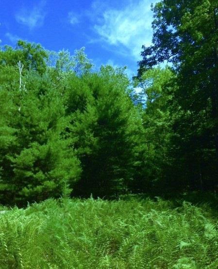 (65) Upper Lumber Road - Photo 1