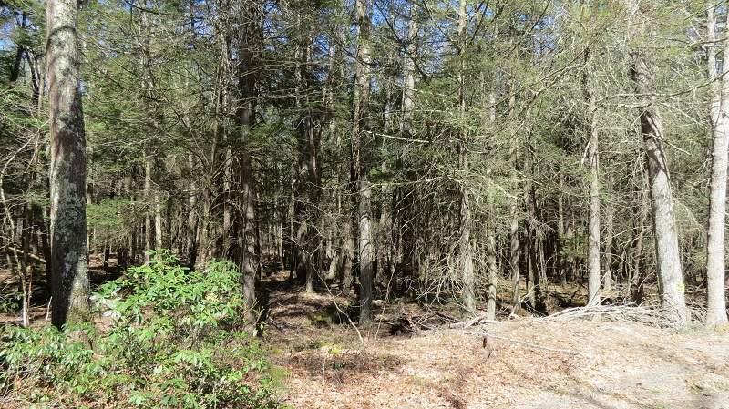 Lot #16 Perry Pond Road - Photo 1