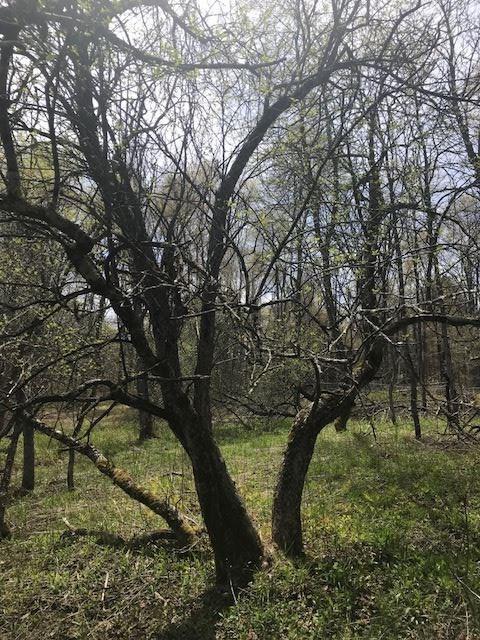 0 Benton Hollow - Photo 1