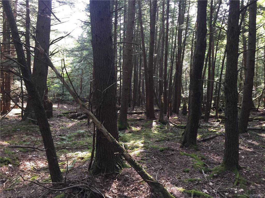 Mongaup Trail - Photo 1