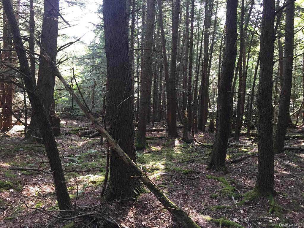 Mongaup Trail - Photo 1
