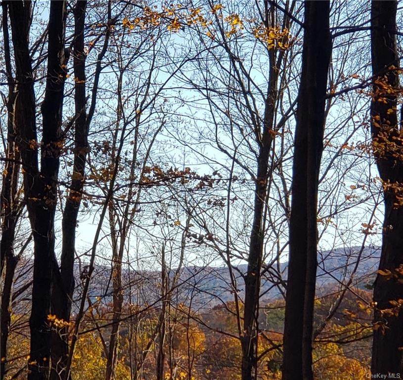 Forest View - Photo 1