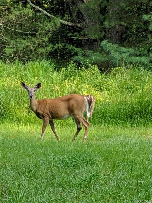 Iroquois Trail - Photo 1