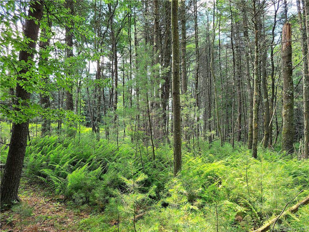 Deer Meadow Road - Photo 1