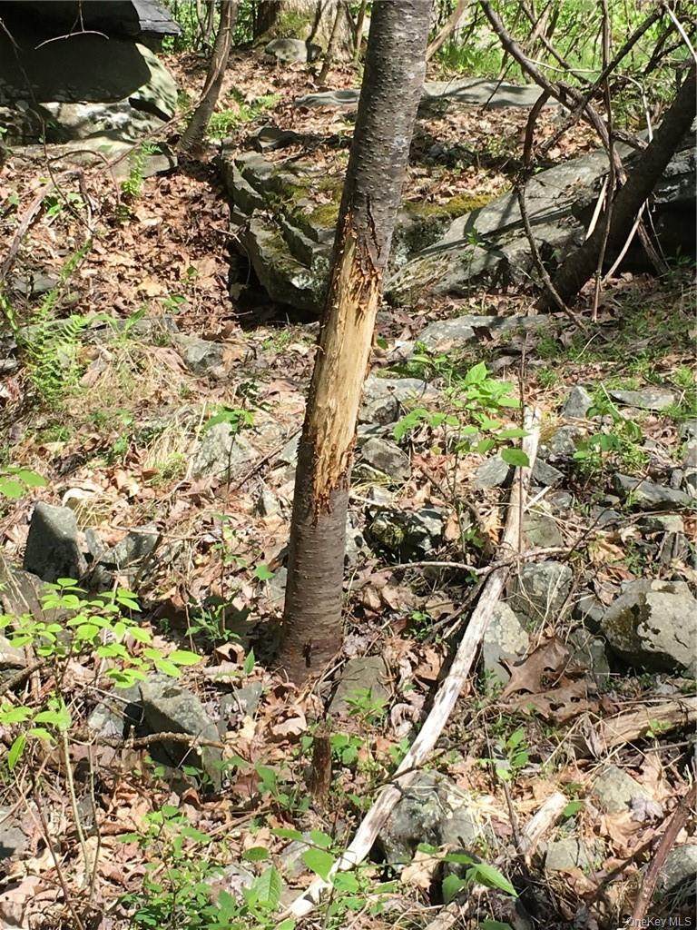  Logtown Road - Photo 1