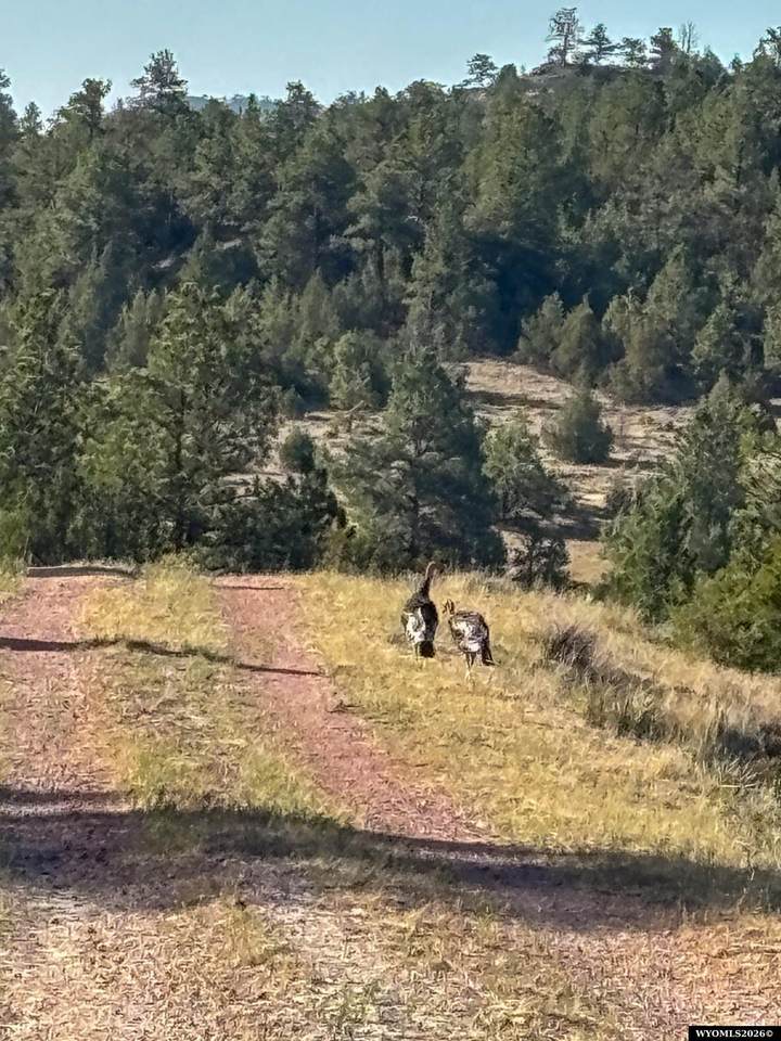https://bt-photos.global.ssl.fastly.net/wyoming/orig_boomver_1_20264077-2.jpg