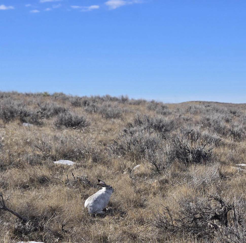 https://bt-photos.global.ssl.fastly.net/wyoming/1280_boomver_2_20260282-2.jpg