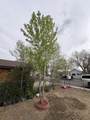 1116 Adams Avenue - Photo 36