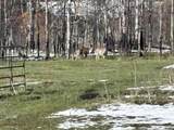 8 Buck Trail - Photo 14
