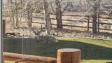 2 Antelope Trail - Photo 35