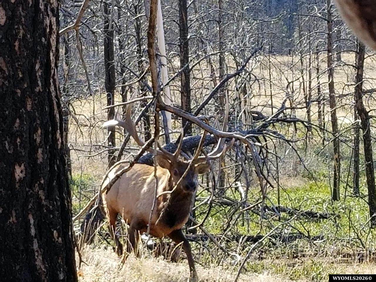 https://bt-photos.global.ssl.fastly.net/wyoming/orig_boomver_1_20263984-2.jpg