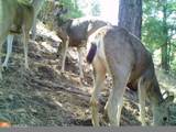 TBD Hwy 97 Ave - Photo 13