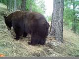 TBD Hwy 97 Ave - Photo 14