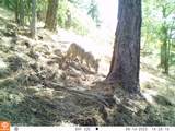 TBD Hwy 97 Ave - Photo 15