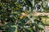 1355 Cook Rd - Photo 42