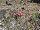 NNA Chapman Rd - Photo 33