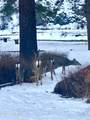 280 Bedrock Ln - Photo 50